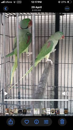 Raw breeder pair