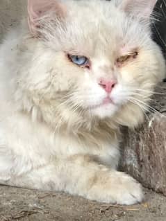 odd eyes male cat