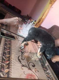 German shepherds dog for sale