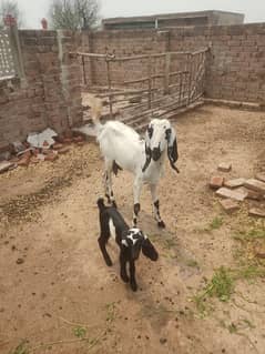 Bakri With 2 Male Kids