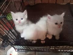 one month old Persian kittens available