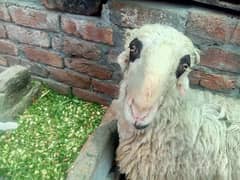 Desi mundara Bakra chatra