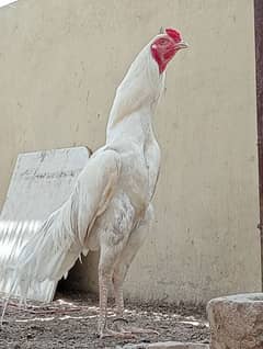 heeRa AseEl chicks Available