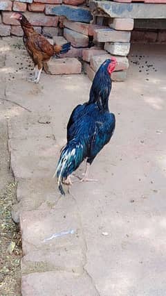 Asseel Black shine morga