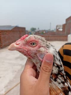 Jawi Madi old blood line urgent sale