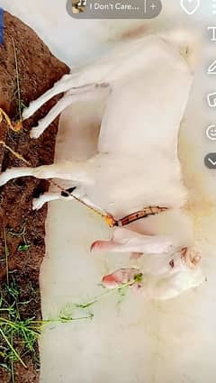 Pure Nagra and Gulabi Breeder For Qurbani and Breeding