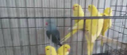 ringneck chicks