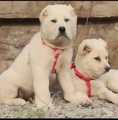 Alabai dog | King Alabai pair | security dog for sale | Alabai Breed