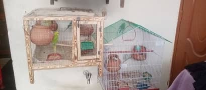 breeder pairs for sale with cage and chicks