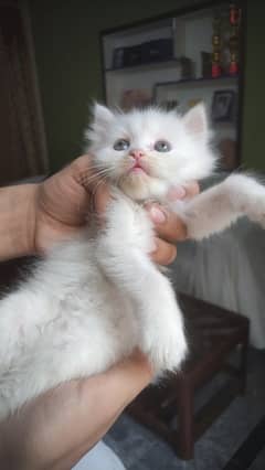 Triple coated white persian kittens