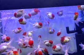all