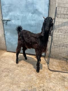 multani black donda khassi bakra |qurbani |goat |sheep |cow |camel