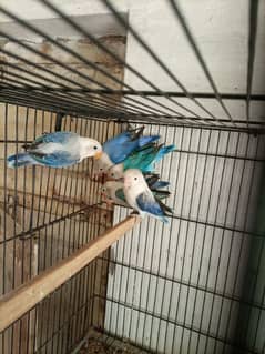 Pair + 4 Pathay for sale