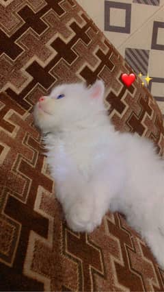 Female cat age 30 days white