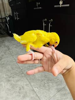 Yellow ringneck chicks
