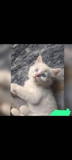 best cat for sale in low price only for you 03466839047