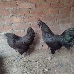 Ayam Cemani | Breeder pair | Active pair | Eggs Laying | Chicks avail