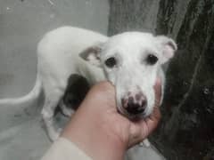 DOG /FEMALE DOG/ BREEDER/LOYAL FEMALE DOG/ SWEET FEMALE DOG