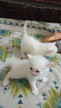 persina kitten 30 days age hai