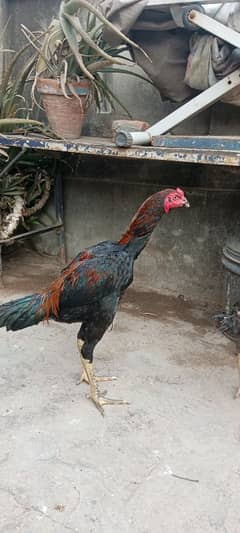 pure vatnam asel patha