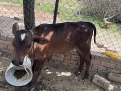 Cow for sale