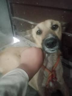 DOG /MALE DOG/ BREEDER/LOYAL MALE DOG/ SWEET MALE DOG