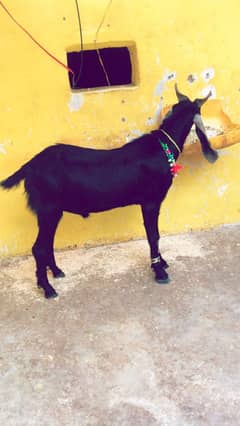 Bakra for qurbani ‘0314’10’26’3’16