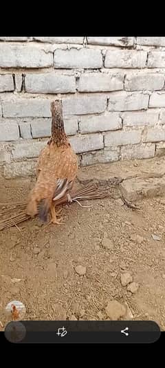aseel madi urgent sale