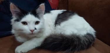 1 year old male CAT