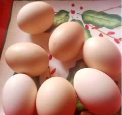 Fresh n fertile paper white heera aseel eggs fr sale