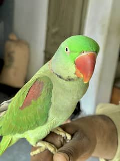 Kashmiri Raw parrot with big cage