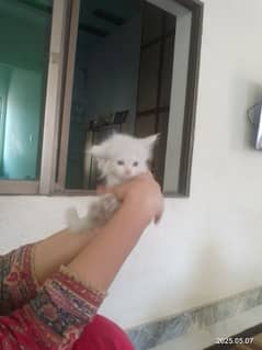 persion white colour triple cod cat and kitten baby 2 months