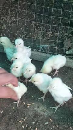 Heera aseel chicks