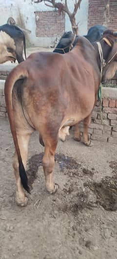 cow for sale