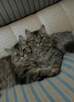 persian males twins for sale