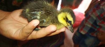 Duck 2 Chicks