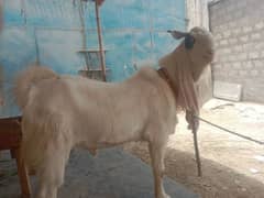 gulabi
