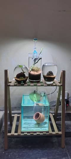 (read full ad)Complete setup 3 planted bowls +table+tank