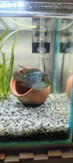 Flowerhorn fish for sale