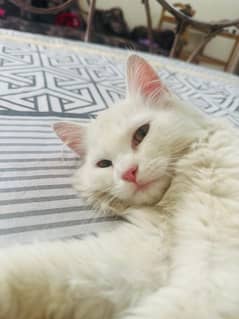 white Persian cat