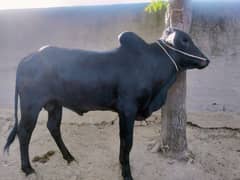 for sale 03065355323