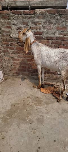 pure makhi cheni . . hight 39 inch