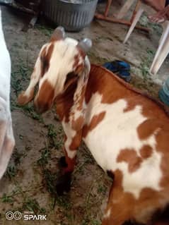 Donda Bakra for sell