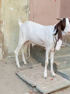 4 dant Bakra hai urgent sell Karna hai