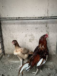 Aseel Chicks