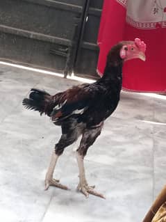 Pako breed of Rana safder