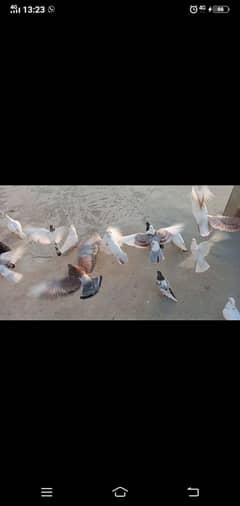 Pigeons