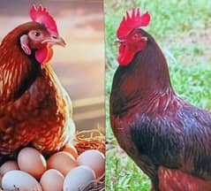 RiR Murga and Roman brown female
