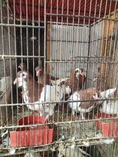gola and fancy pigeon