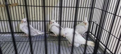 Cocktails Parrot Chiks V Pide 4 Chiks Full Cover Chiks